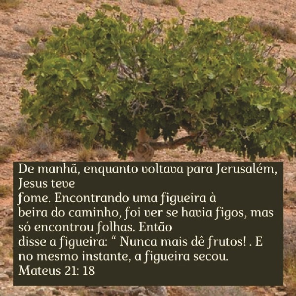 Mateus 21:18-19